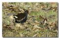 Gallinula chloropus